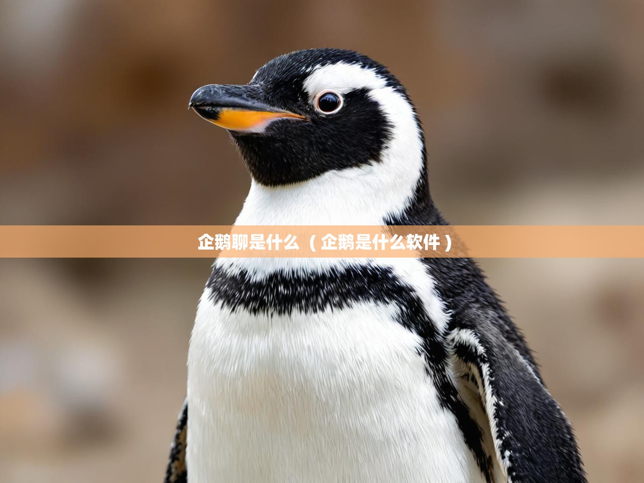  企鹅聊是什么  ( 企鹅是什么软件 )